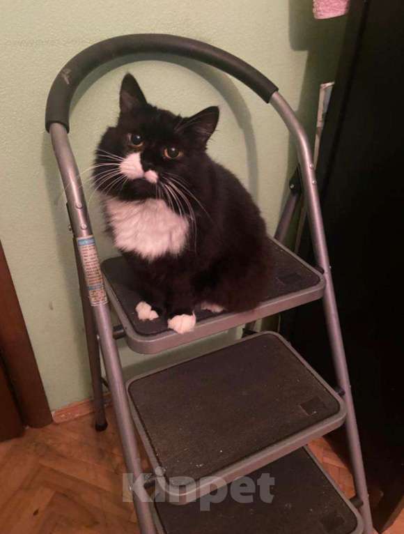 Кошки в Москве: Спокойная пушистая маркизная красавица Мотя в добрые руки Девочка, 1 руб. - фото 4