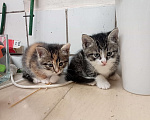 Кошки в Санкт-Петербурге: Монастырские котята Мальчик, Бесплатно - фото 7