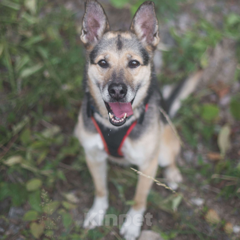 Собаки в Москве: Соня Девочка, Бесплатно - фото 4