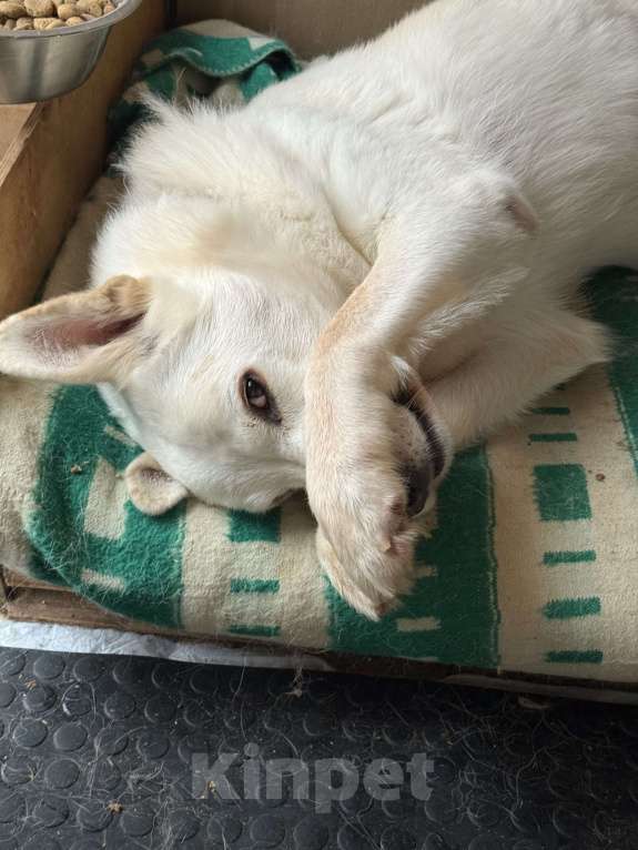 Собаки в Москве: Рекс ищет дом за городом  Мальчик, Бесплатно - фото 3