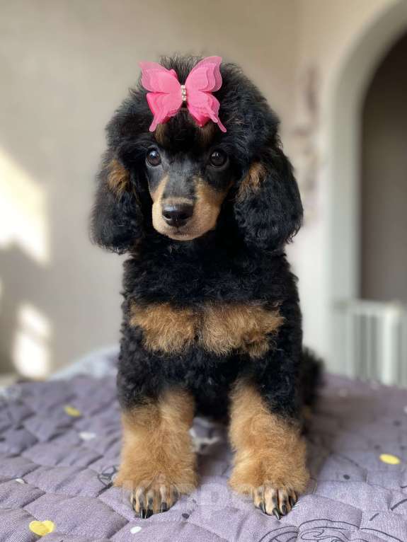 Собаки в Москве: Щенок пуделя Фантом девочка Девочка, Бесплатно - фото 7