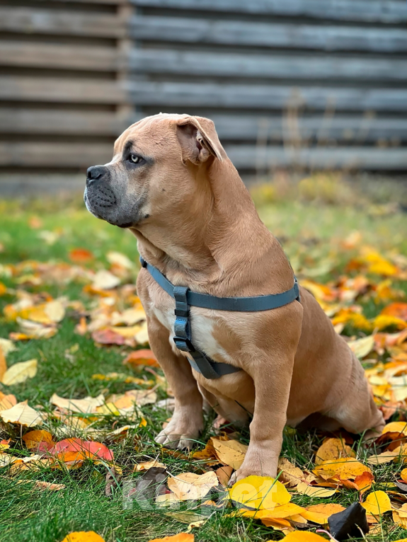 Собаки в Тольятти: Американский Булли (покет) Мальчик, 50 000 руб. - фото 2