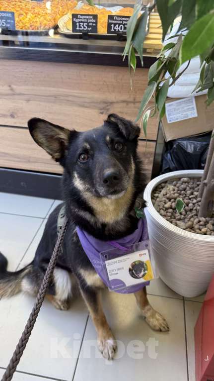 Собаки в других городах Московской области: Энергичная Джулия ищет дом Девочка, Бесплатно - фото 8