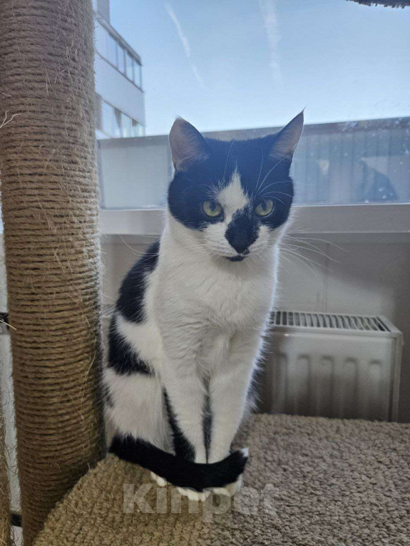 Кошки в Санкт-Петербурге: Киса ищет дом Девочка, Бесплатно - фото 6