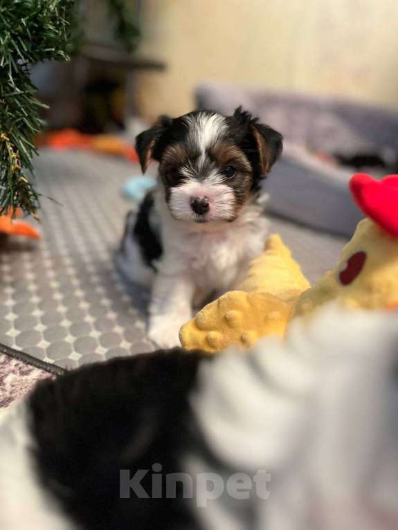 Собаки в Вологде: Щенок бивер терьера Мальчик, 90 000 руб. - фото 1