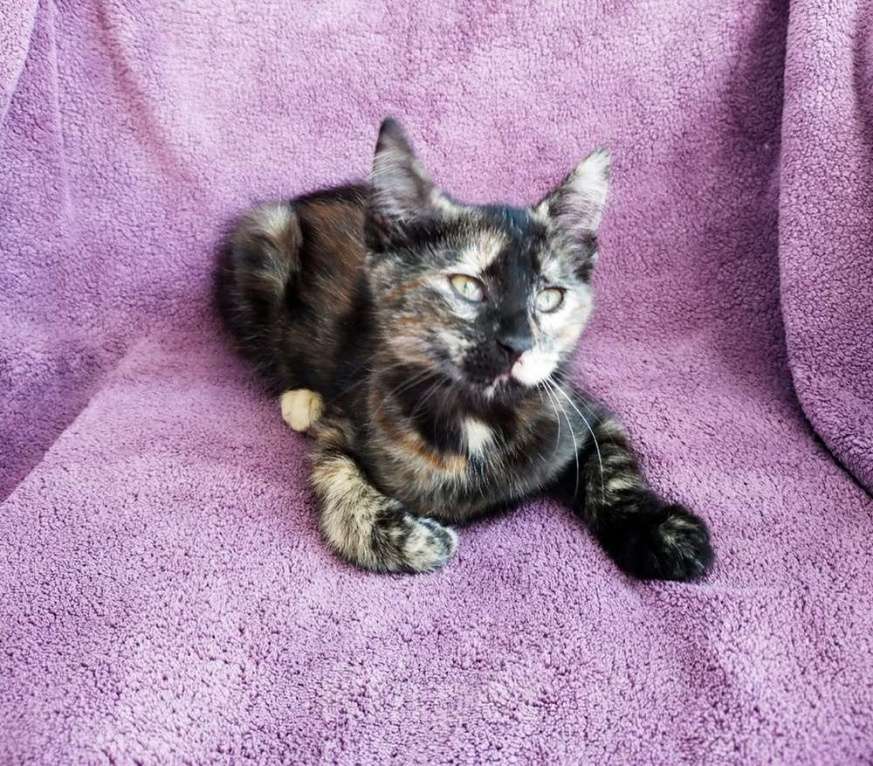 Кошки в Санкт-Петербурге: Котёнок, милая звездочка с красивым окрасом Девочка, Бесплатно - фото 2