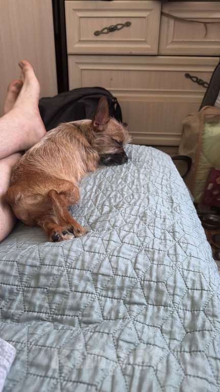 Собаки в Горном-Алтайске: Помесь чихуахуа и француз бульдог Мальчик, 7 000 руб. - фото 2