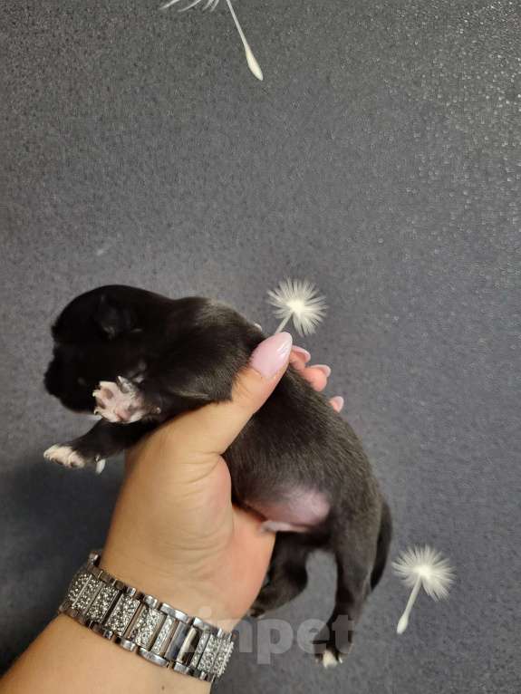 Собаки в Мур: Мальчик чихуахуа рожден 18.08.25 бронирование Мальчик, 25 000 руб. - фото 2