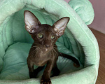 Кошки в Краснодаре: Бесподобный котёнок ориентал  Девочка, 39 999 руб. - фото 3