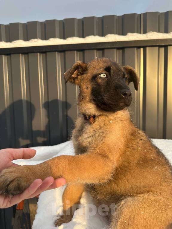 Собаки в Старом Купавне: Славный щенок в добрые руки Девочка, Бесплатно - фото 3