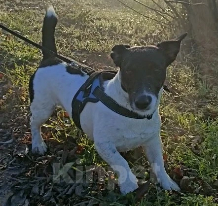 Собаки в Симферополе: Пропала собака Мальчик, 5 000 руб. - фото 3