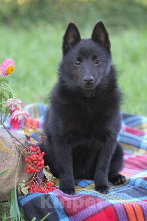 Собаки в других городах Московской области: замечательная девочка Девочка, 80 000 руб. - фото 4