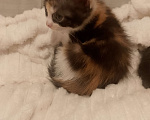 Кошки в Ростове-на-Дону: Котята Мальчик, Бесплатно - фото 9