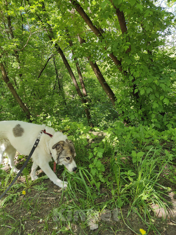Собаки в Москве: Добрая собака Варя ищет дом Девочка, Бесплатно - фото 4