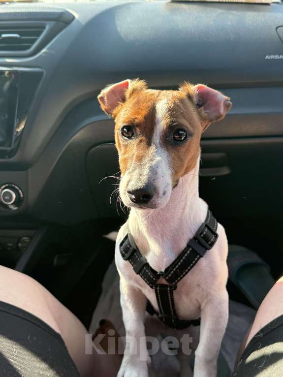 Собаки в Москве: Срочно  Девочка, 5 000 руб. - фото 3