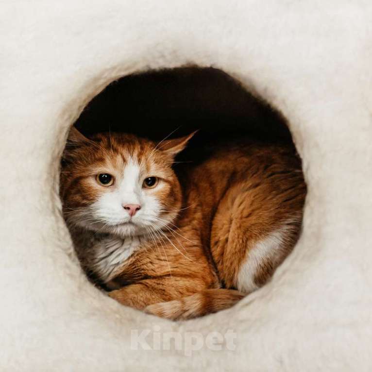 Кошки в Москве: У рыжего котика Ориона умерли хозяева Мальчик, 1 руб. - фото 4