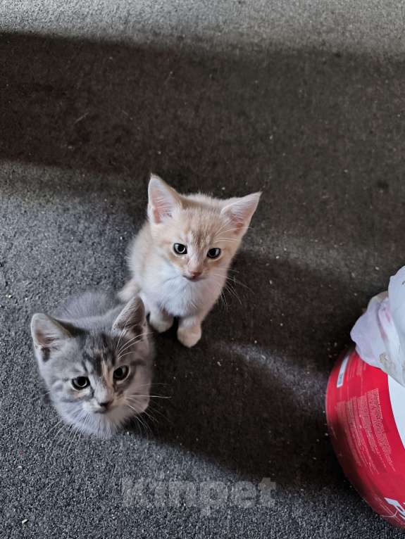 Кошки в Люберцах: Гипоаллергенный котик Мальчик, 5 000 руб. - фото 3