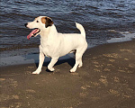 Собаки в Самаре: Вязка Джек Рассел Терьер, 3 000 руб. - фото 1