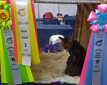 Кошки в Москве: Бенгальский кот Вязка WCF, 25 000 руб. - фото 5