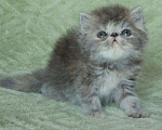 Кошки в Болхове: Красотки с плоскими мордашками, 12 000 руб. - фото 2