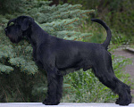 Собаки в Самаре: Щенки чёрного шнауцера рождённые 22.10.2022 Мальчик, 50 000 руб. - фото 2