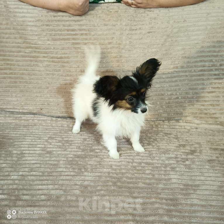 Собаки в Анапе: континентальный той спаниель мальчики и девочки Мальчик, Бесплатно - фото 3