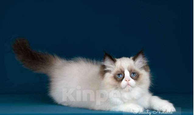 Кошки в Москве: Рэгдолл котята  Девочка, Бесплатно - фото 5