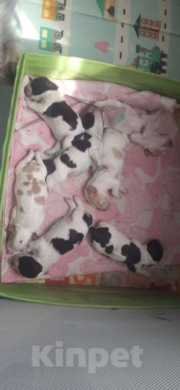 Собаки в Тольятти: Щенки спаниеля Мальчик, 15 000 руб. - фото 3