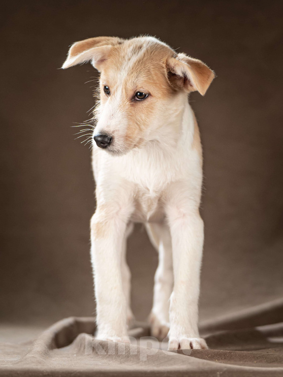 Собаки в Клине: Майло — весёлый озорник готов дарить вам улыбки Мальчик, Бесплатно - фото 6