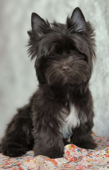 Йорк, горький шоколад