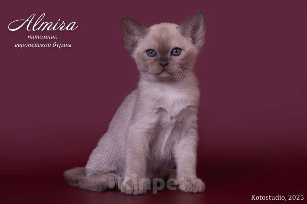 Кошки в Москве: Варвара Девочка, 70 000 руб. - фото 2