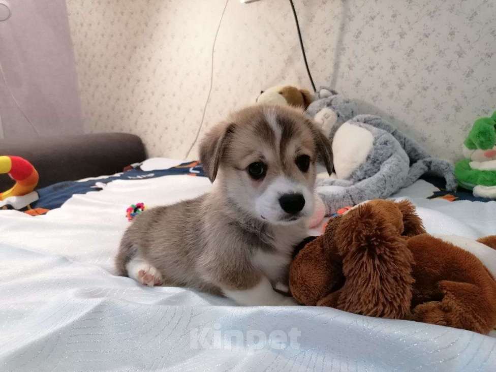 Собаки в Новосибирске: Бронирование корги пемброк Девочка, 80 000 руб. - фото 3