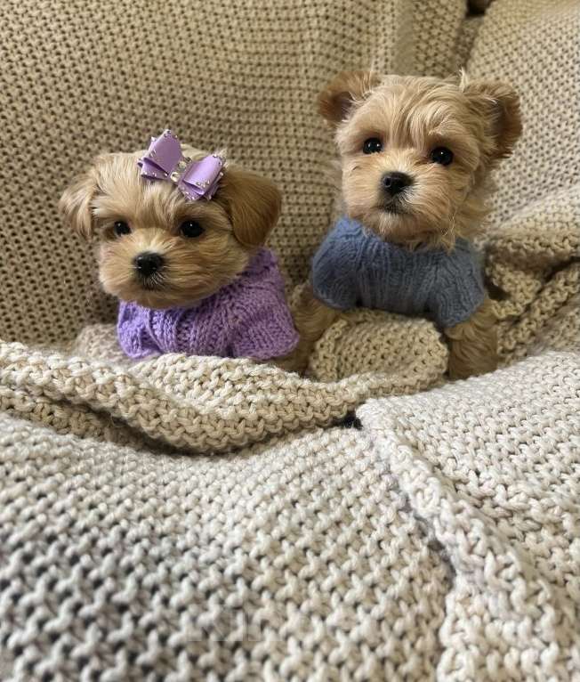 Собаки в Москве: Мальтипу f1 Мальчик, 180 000 руб. - фото 5