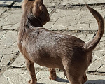 Собаки в других городах Калужской области: Шоколадная девочка Девочка, 65 000 руб. - фото 2