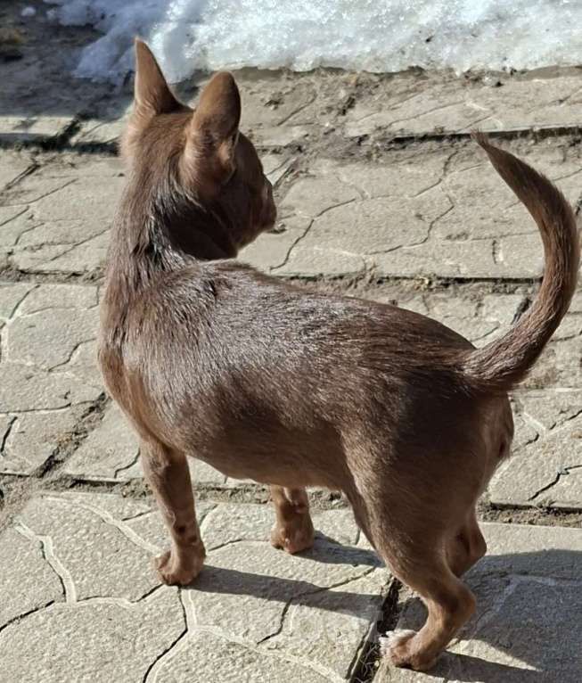 Собаки в других городах Калужской области: Шоколадная девочка Девочка, 65 000 руб. - фото 2