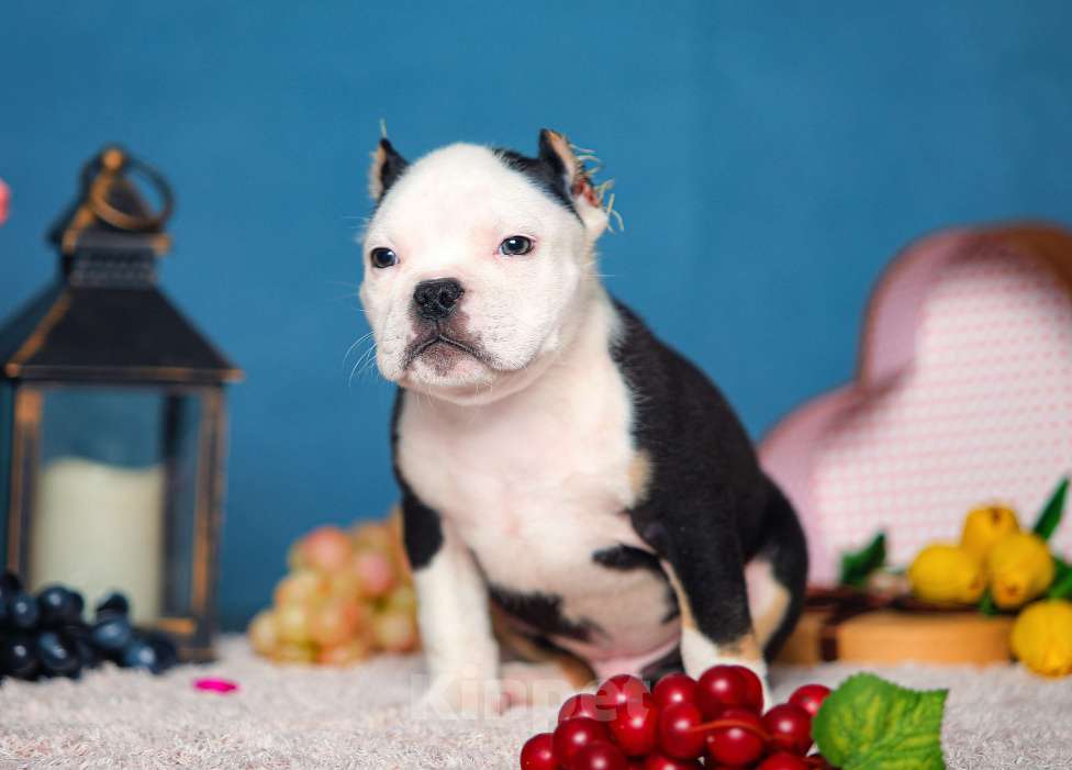 Собаки в Обнинске: Булли кобель триколор белоголовый Мальчик, 150 000 руб. - фото 3