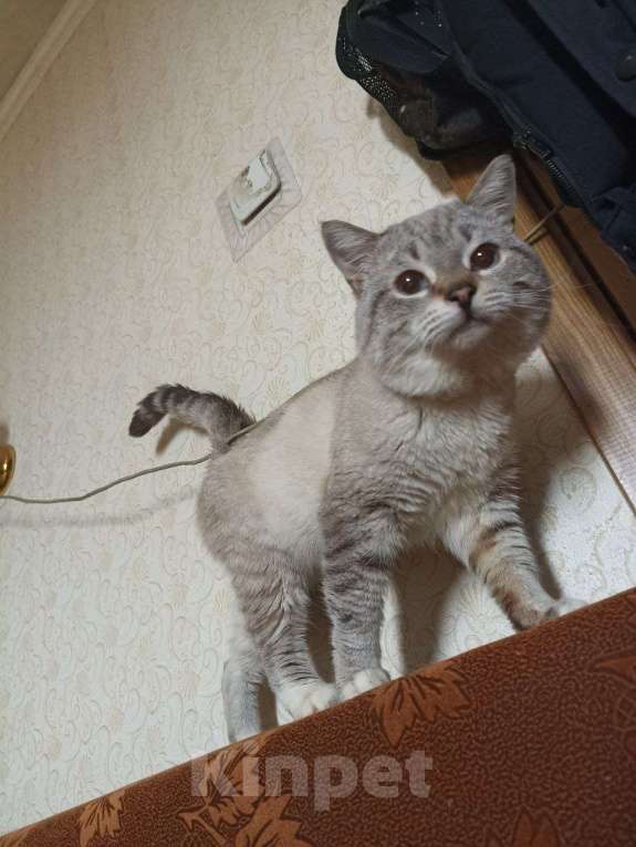 Кошки в Москве: Пропал кот Мальчик, Бесплатно - фото 4