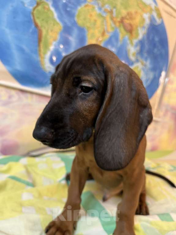 Собаки в Санкт-Петербурге: Щенок редкой породы Баварской горной гончей Мальчик, 80 000 руб. - фото 3