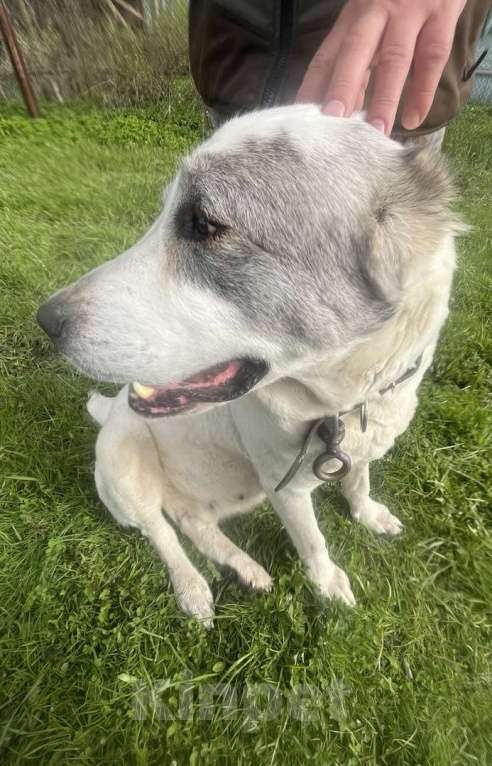 Собаки в других городах Тверской области: Потеряна собака породы АЛАБАЙ (девочка)  Девочка, Бесплатно - фото 3