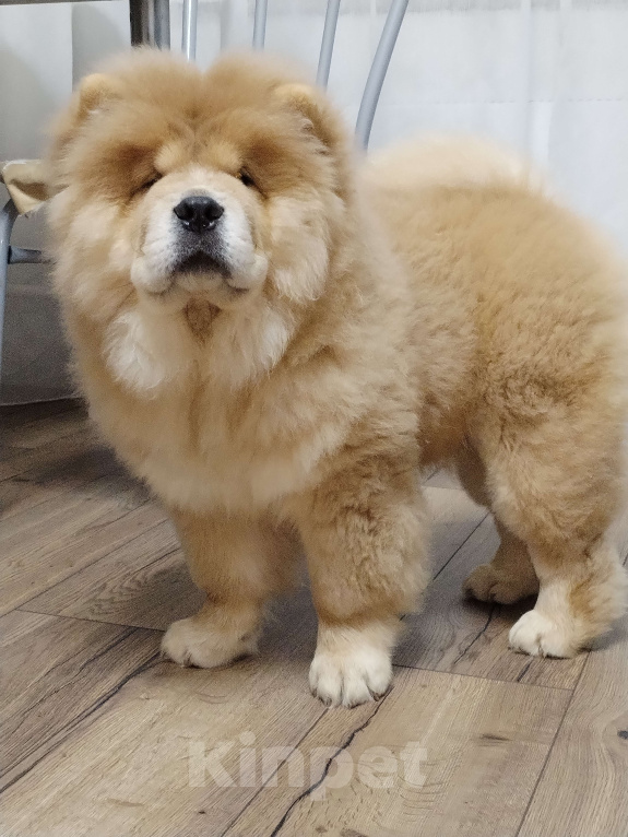 Собаки в Екатеринбурге: Щенок чау чау Мальчик, 80 000 руб. - фото 1