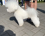 Собаки в Калининграде: Бишон фризе для вязки Мальчик, 1 руб. - фото 2