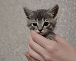 Кошки в Астрахани: Отдам котёнка в хорошие руки Мальчик, Бесплатно - фото 3