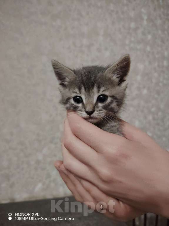 Кошки в Астрахани: Отдам котёнка в хорошие руки Мальчик, Бесплатно - фото 3