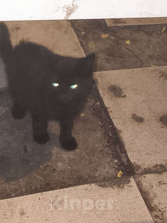 Кошки в других городах Московской области: Суперкотята Мальчик, Бесплатно - фото 4