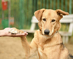 Собаки в Москве: Афина из приюта  в добрые руки Девочка, Бесплатно - фото 1