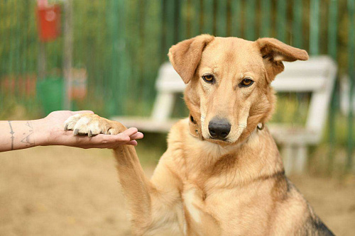 Афина из приюта  в добрые руки