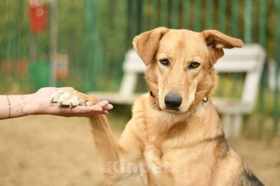 Собаки в Москве: Афина из приюта  в добрые руки Девочка, Бесплатно - фото 1