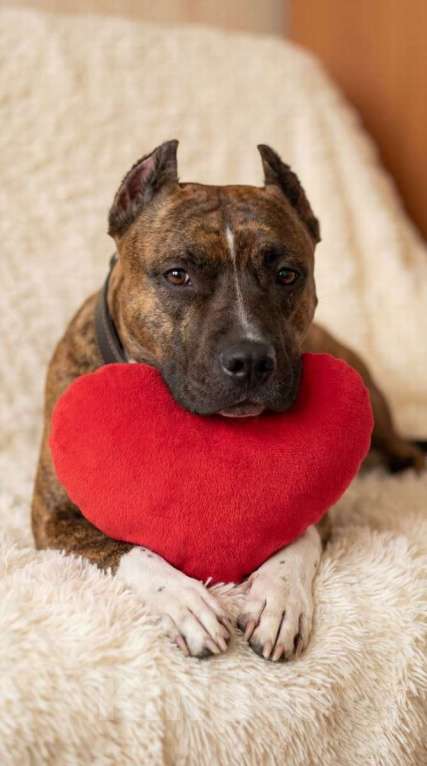 Собаки в Санкт-Петербурге: Питбуль Мунна ищет дом! Девочка, Бесплатно - фото 2