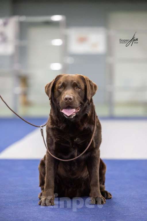 Собаки в Балашихе: Лабрадор  ретривер предлагается к  вязке Мальчик, Бесплатно - фото 3