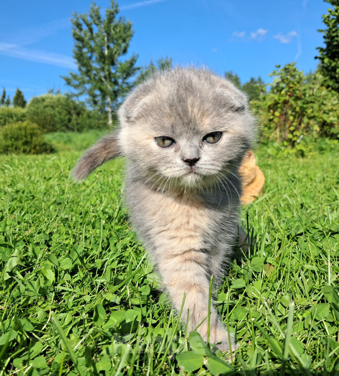 Кошки в Санкт-Петербурге: Шотландский котёнок Девочка, 40 000 руб. - фото 1